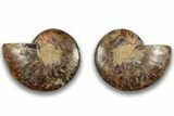 Cut & Polished, Agatized Ammonite Fossil - Madagascar #323356-1